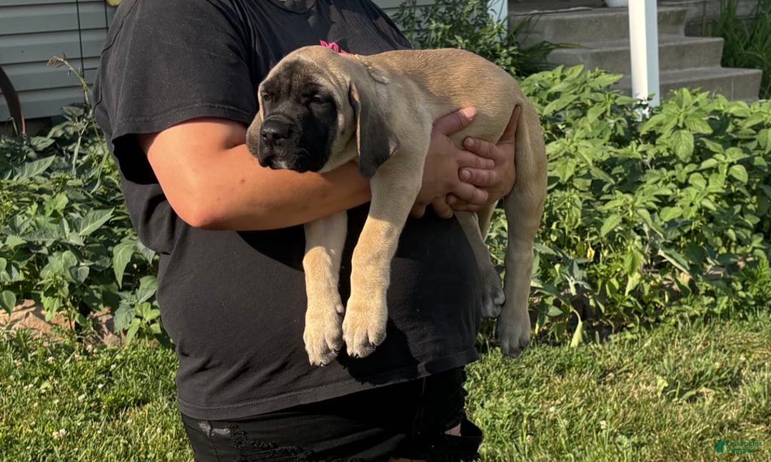 English Mastiff dogs for sale: Peanut - Image 9