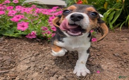 Beagle dogs for sale: Cream - Image 7