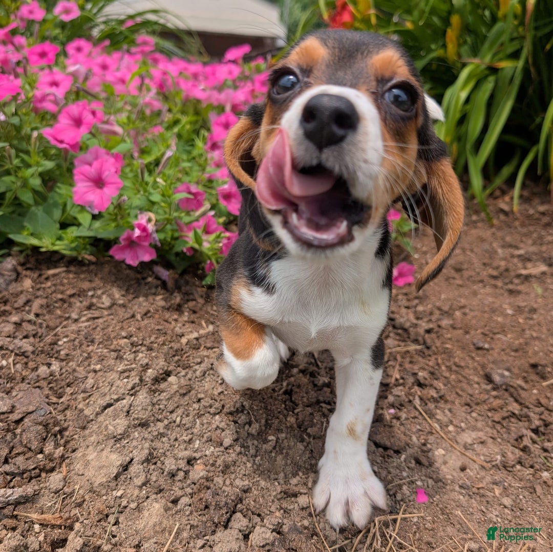 Beagle dogs for sale: Cream - Image 7