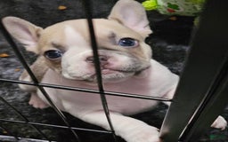 French Bulldog dogs for sale: April - Image 1