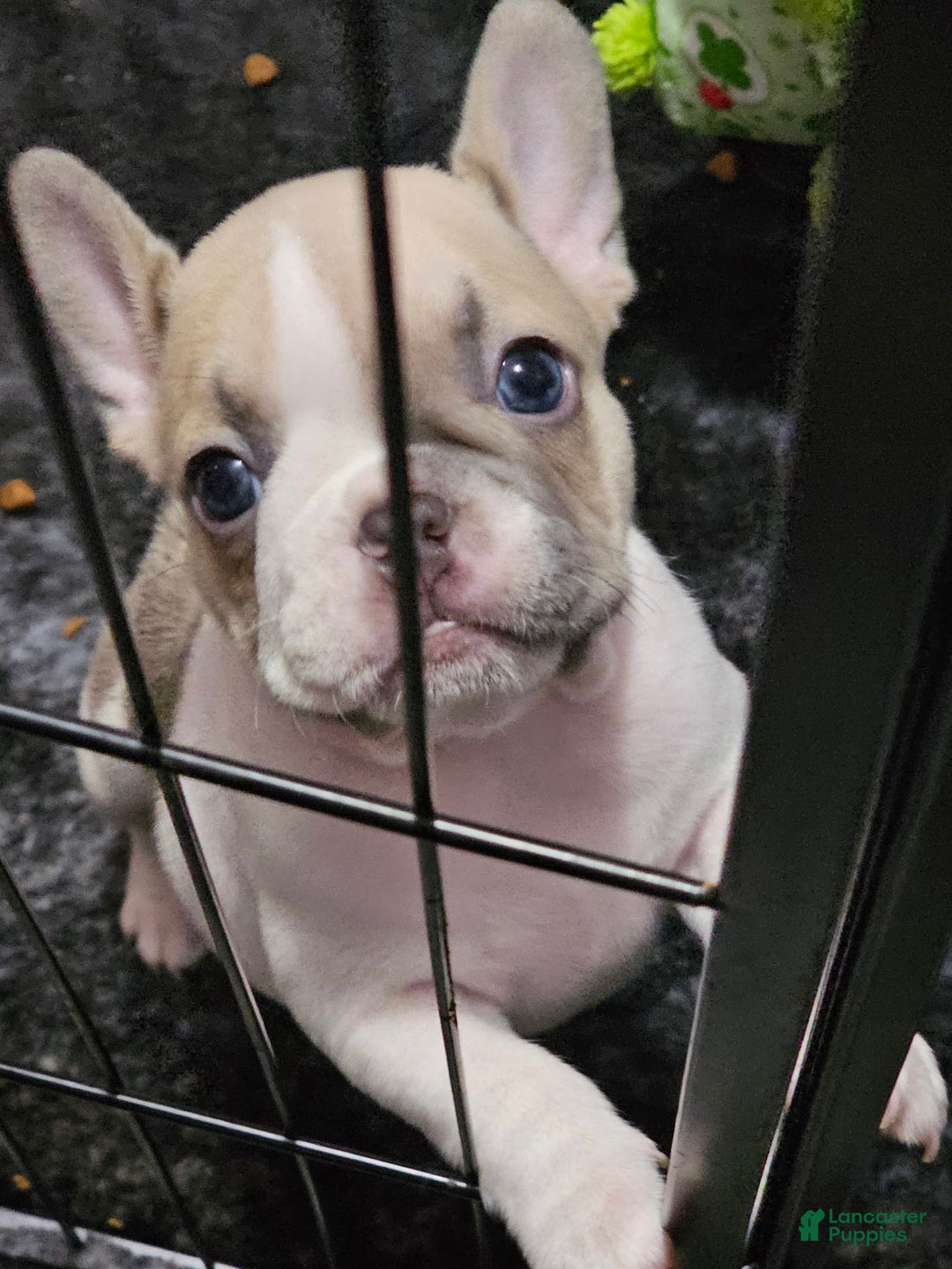 French Bulldog dogs for sale: April - Image 1