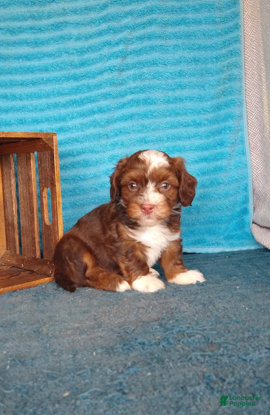 Havanese dogs for sale: Stormy - Image 7