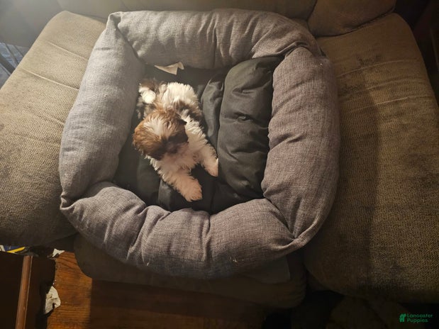 Shih Tzu dogs for sale - Ad 3