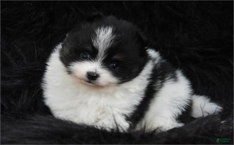 Pomeranian dogs - Advert 29