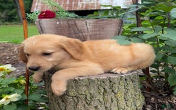 Golden Retriever dogs for sale: Sophie - Image 3