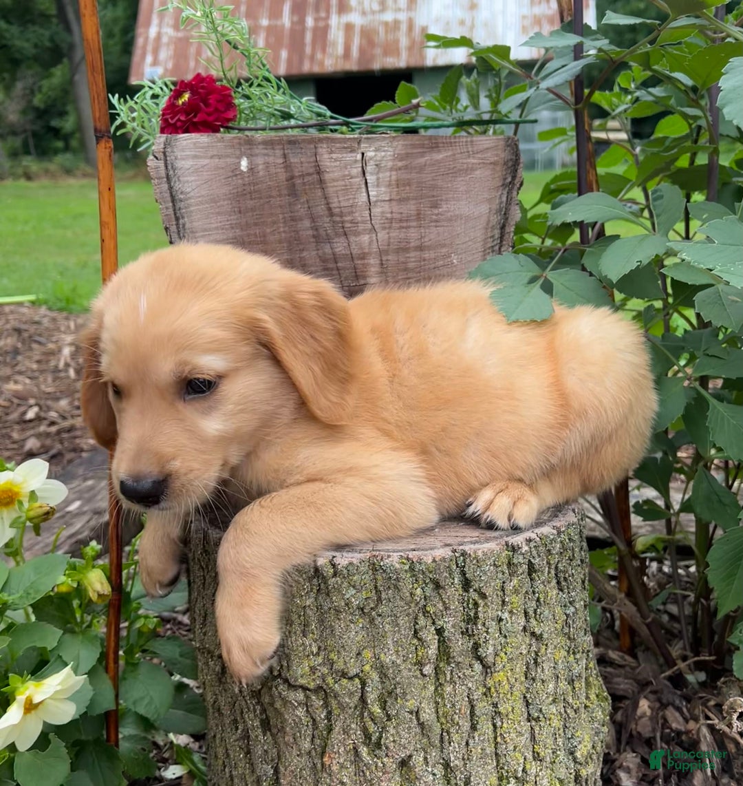 Golden Retriever dogs for sale: Sophie - Image 3