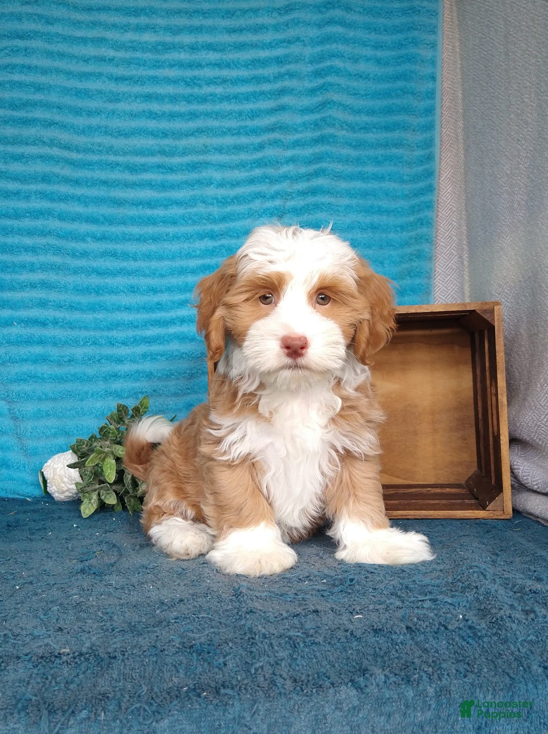 Havanese dogs for sale: Lucky - Image 4