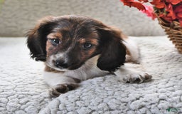 Miniature Dachshund dogs for sale: Miniature Dachshund 4 puppies - Image 5