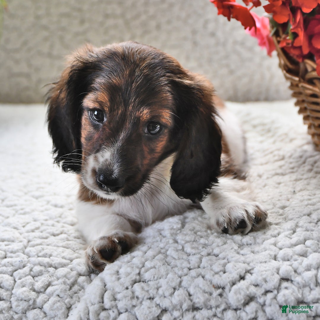 Miniature Dachshund dogs for sale: Miniature Dachshund 4 puppies - Image 5
