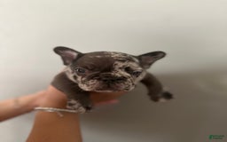French Bulldog dogs for sale: Harley - Image 3