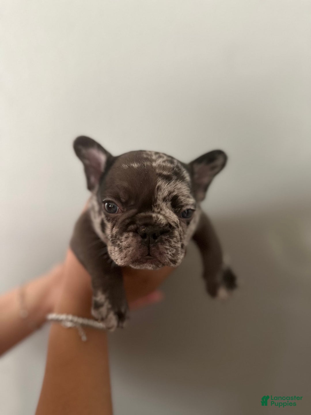 French Bulldog dogs for sale: Harley - Image 3