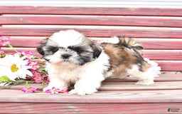 Shih Tzu dogs for sale: Queen - Image 6
