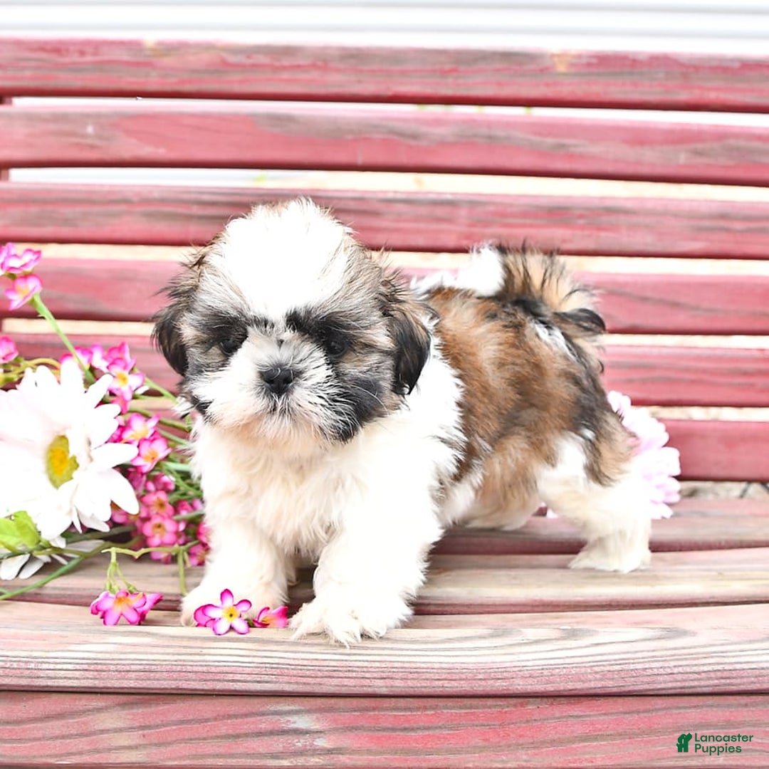 Shih Tzu dogs for sale: Queen - Image 6