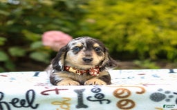 Miniature Dachshund dogs for sale: Ringo - Image 1