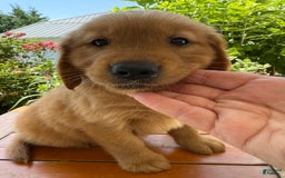 Golden Retriever dogs for sale: Lola - Image 5