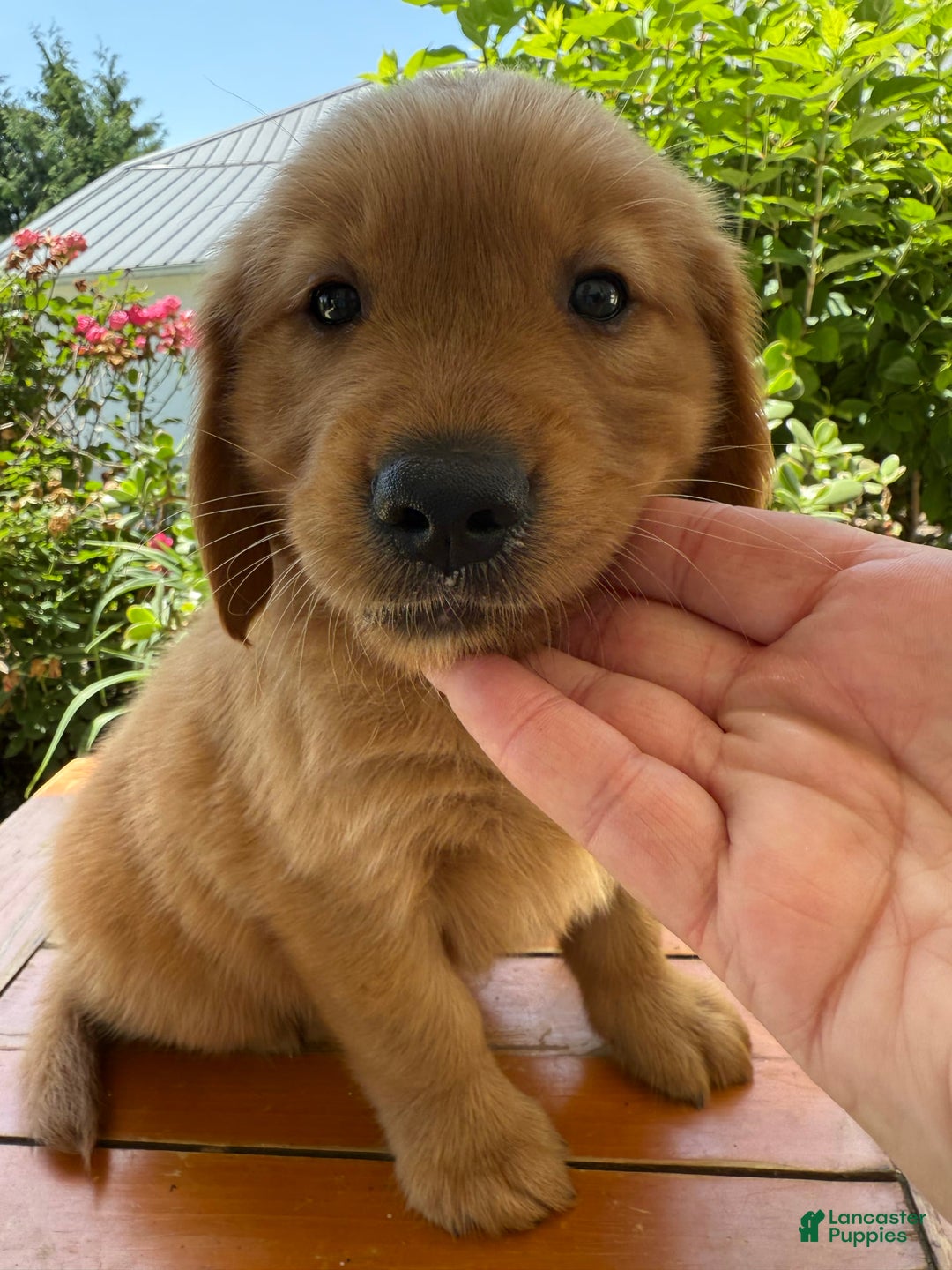 Golden Retriever dogs for sale: Lola - Image 5