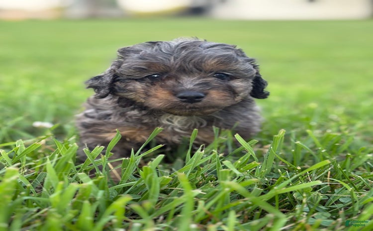 Aussiedoodle dogs - Advert 24