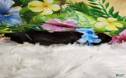 English Springer Spaniel dogs for sale: Pepper - Image 2