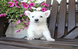 German Shepherd dogs for sale: Joey - Image 1
