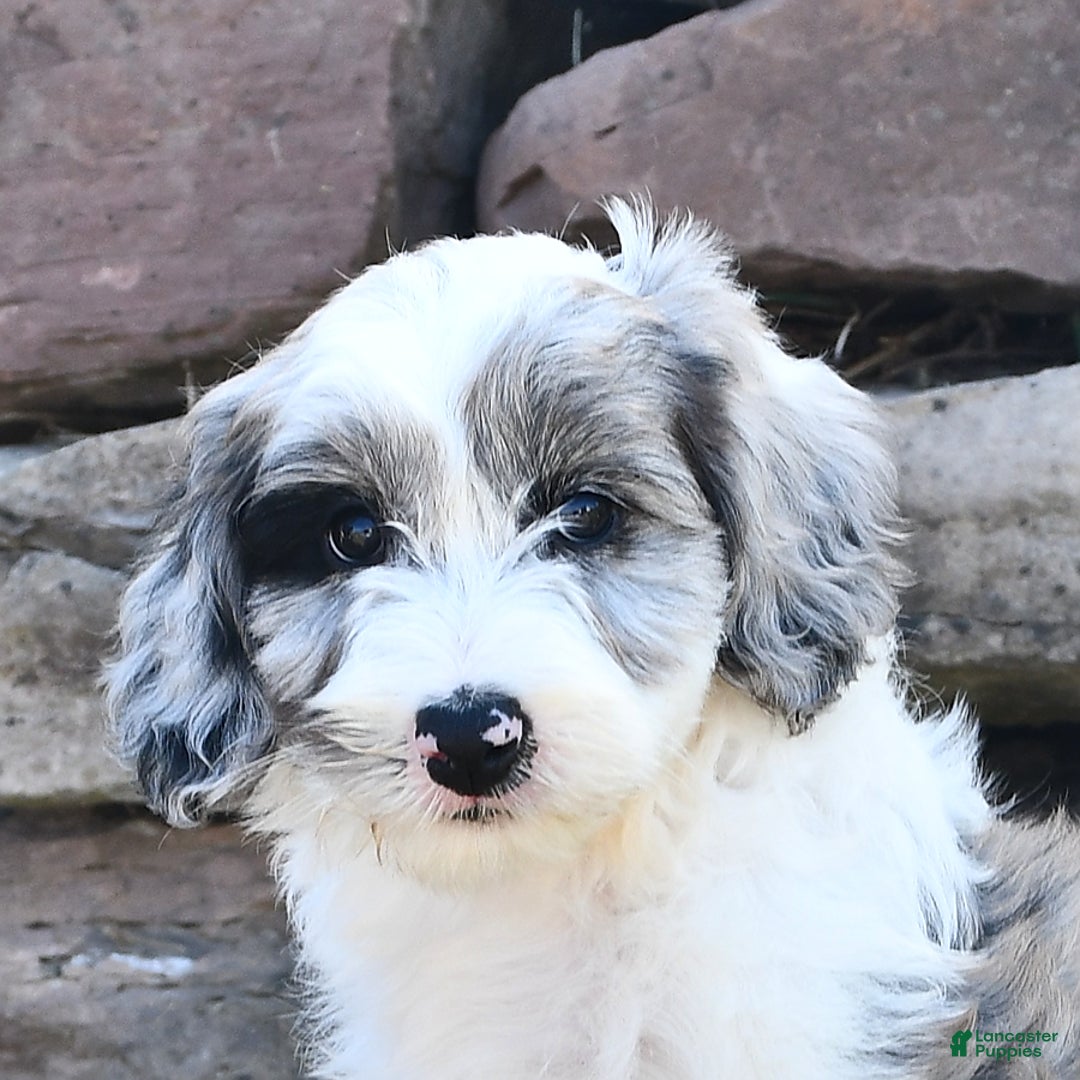 Aussiedoodle dogs for sale: Mindy - Image 5