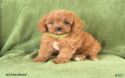 Cavapoo dogs for sale: Suzie - Image 3
