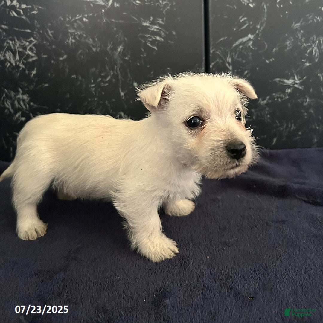 West Highland Terrier dogs for sale: Chester - Image 3