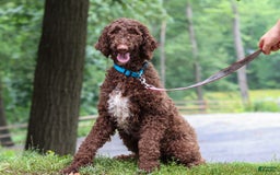 Goldendoodle dogs for sale: Balto - Image 9