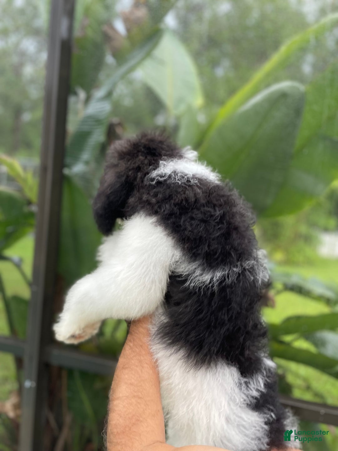 Goldendoodle dogs for sale: Lexy - Image 3