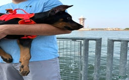 Doberman Pinscher dogs for sale: Banana - Image 3