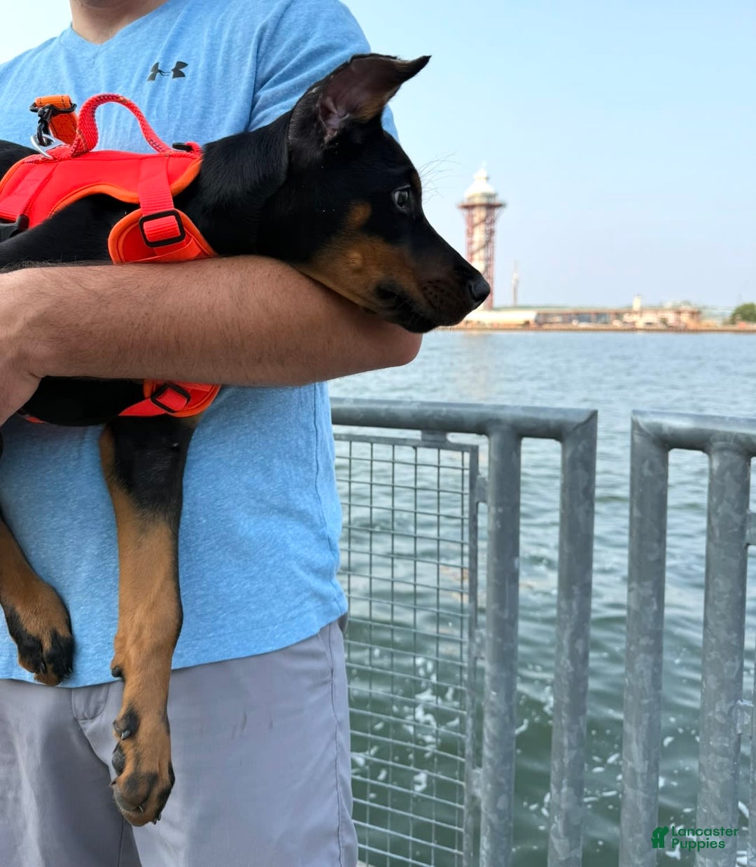 Doberman Pinscher dogs for sale: Banana - Image 3