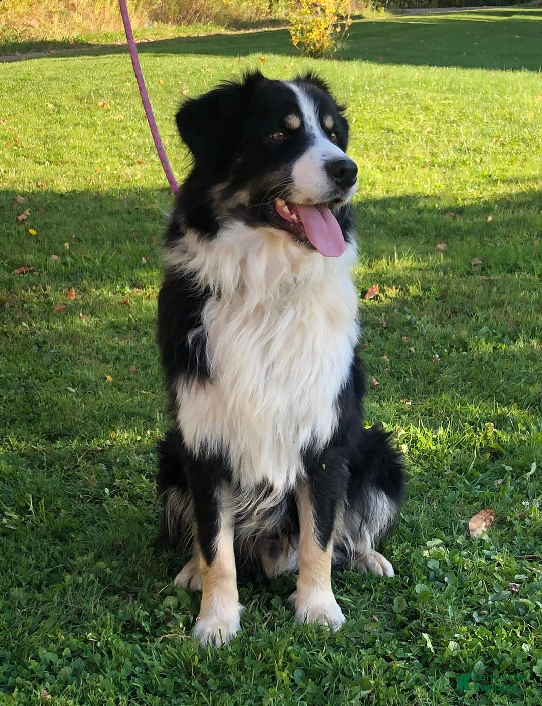 Australian Shepherd dogs for sale: Zena H3 - Image 14