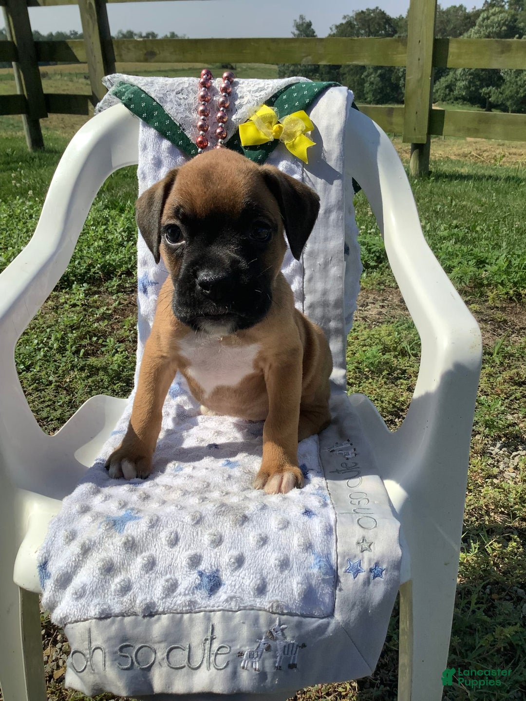 Boxer dogs for sale: Bo - Image 4