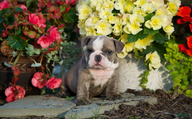 English Bulldog dogs for sale - Ad 4