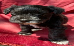 Miniature Schnauzer dogs for sale: Ellie - Image 12