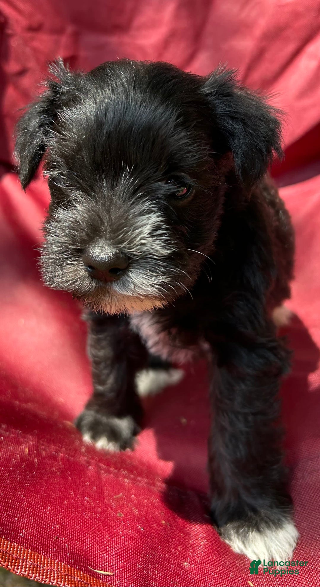Miniature Schnauzer dogs for sale: Ellie - Image 12