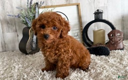 Toy Poodle dogs for sale: Ian - Image 3