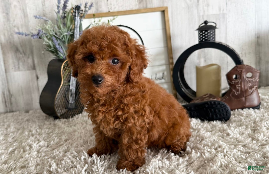 Toy Poodle dogs for sale: Ian - Image 3