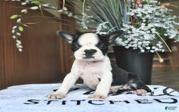 Boston Terrier dogs for sale: Harper - Image 3