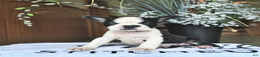 Harper