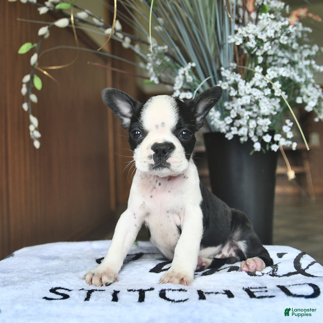 Boston Terrier dogs for sale: Harper - Image 3