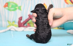 Toy Poodle dogs for sale: Jimmy - Image 7