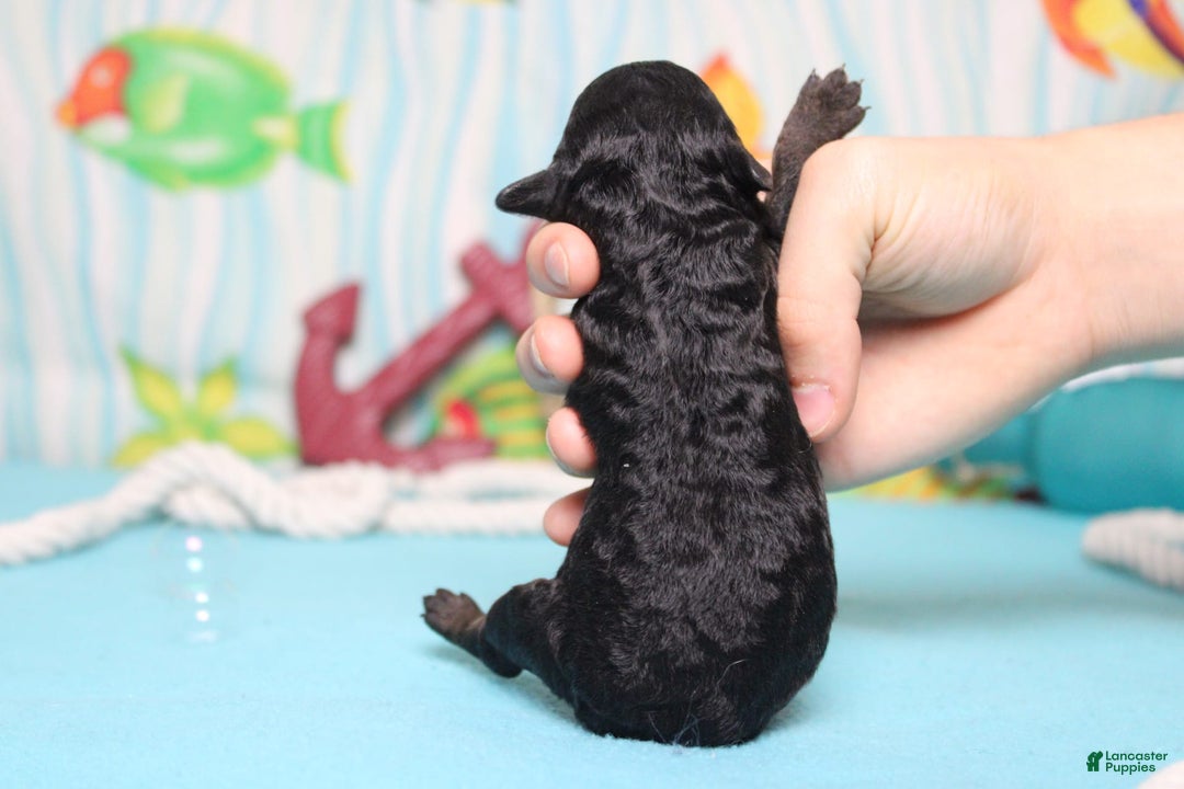 Toy Poodle dogs for sale: Jimmy - Image 7