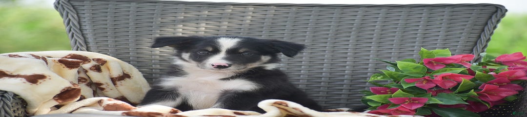 Buster