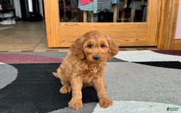 Cockapoo dogs for sale: Manny - Image 11