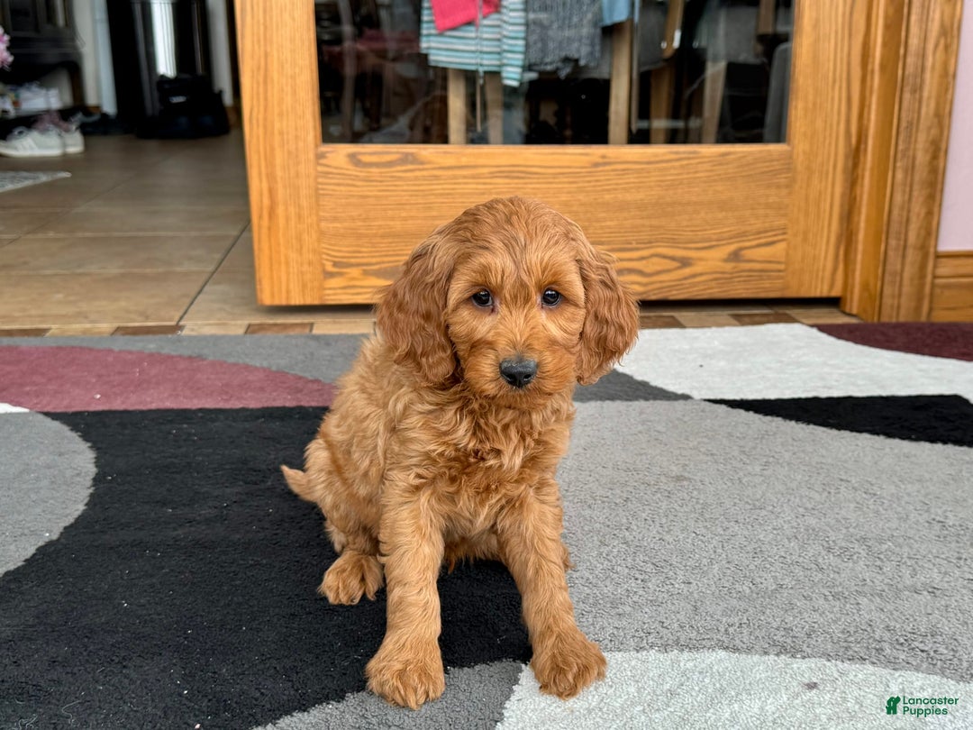 Cockapoo dogs for sale: Manny - Image 11