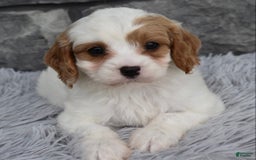 Cavapoo dogs for sale: Ace - Image 2