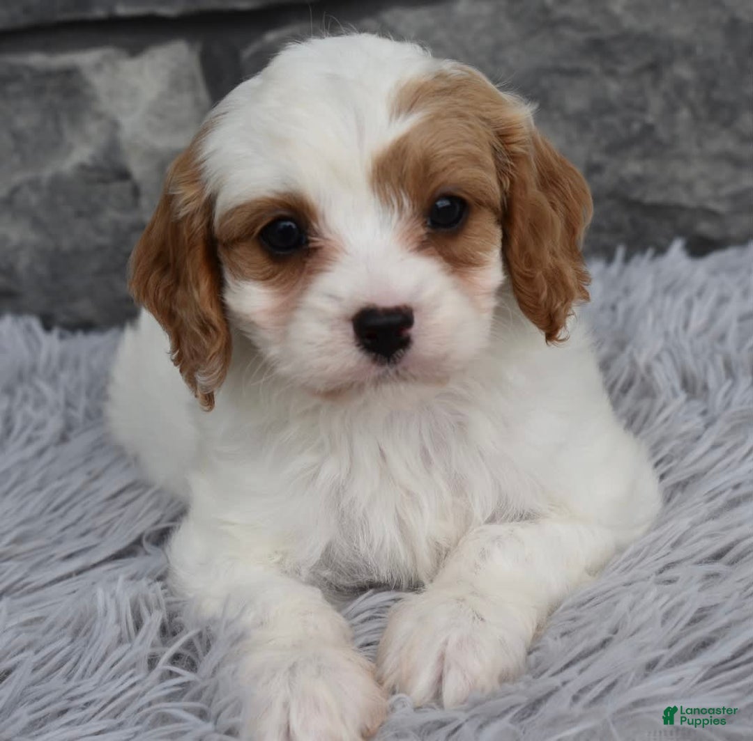 Cavapoo dogs for sale: Ace - Image 2