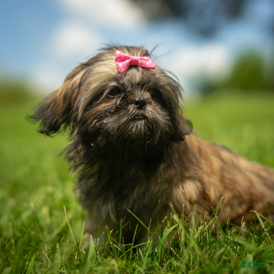 Shih Tzu dogs for sale: Arwen - Image 14