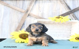 Dachshund dogs for sale: Cleo - Image 3