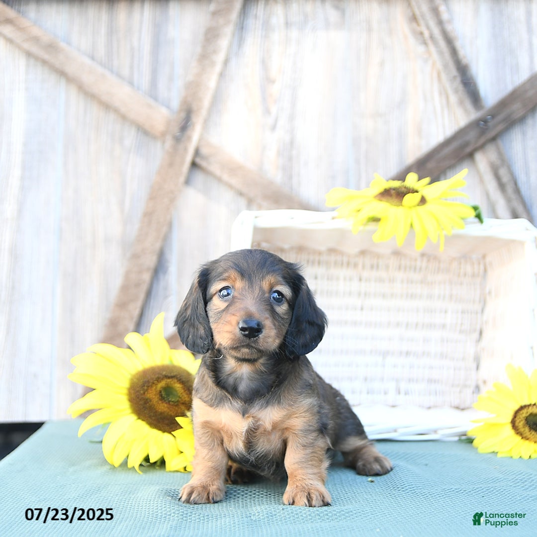 Dachshund dogs for sale: Cleo - Image 3